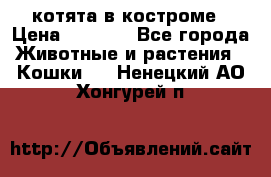 котята в костроме › Цена ­ 2 000 - Все города Животные и растения » Кошки   . Ненецкий АО,Хонгурей п.